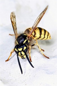 Bekämpfung von Wespen